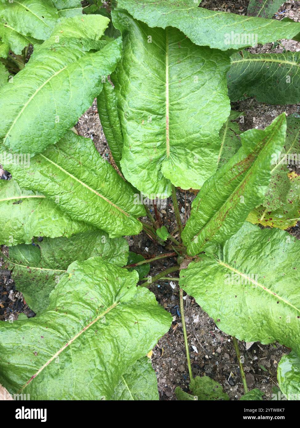 Bacino a foglia larga (Rumex obtusifolius) Foto Stock