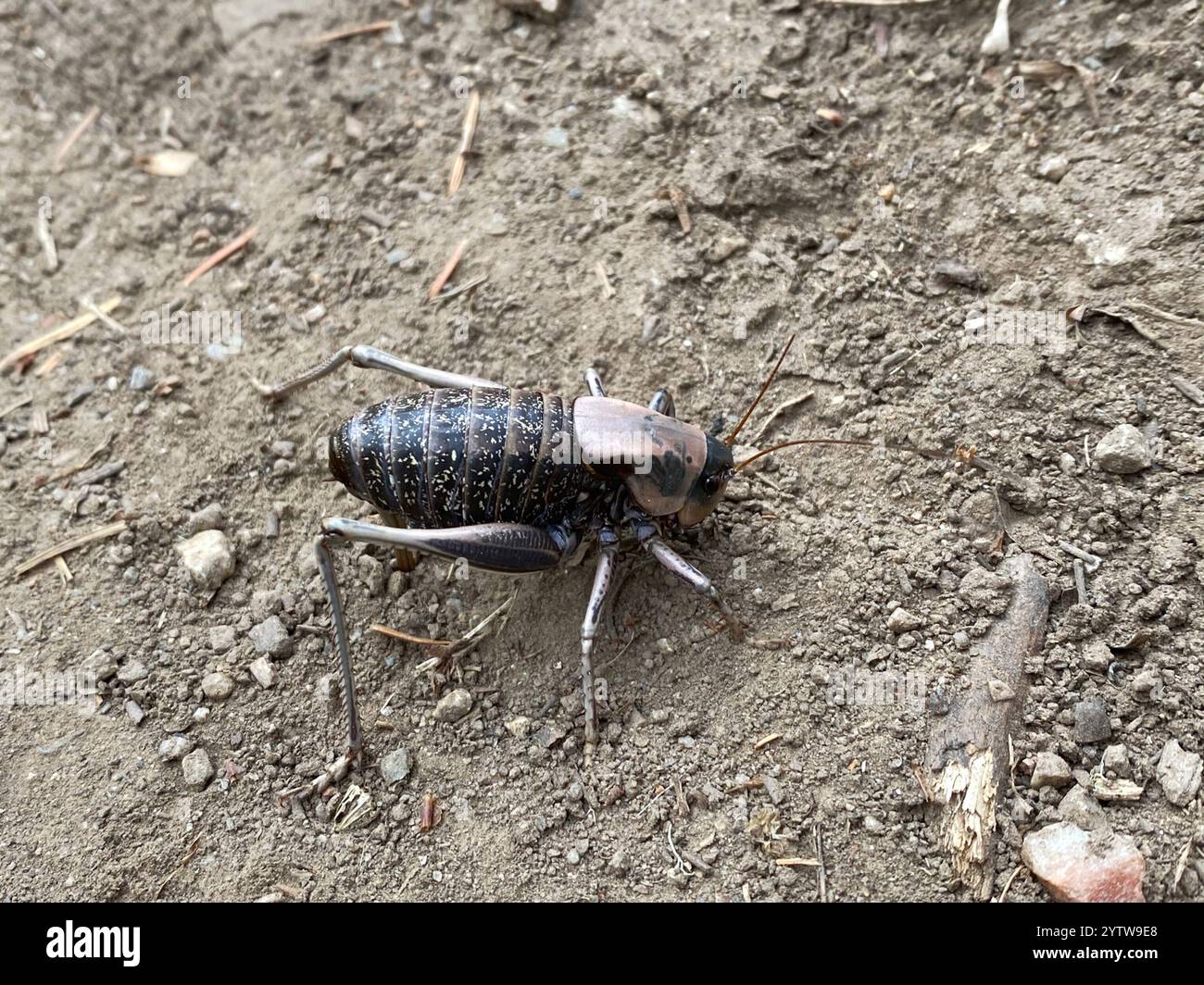 Cricket di Mormon (Anabrus simplex) Foto Stock