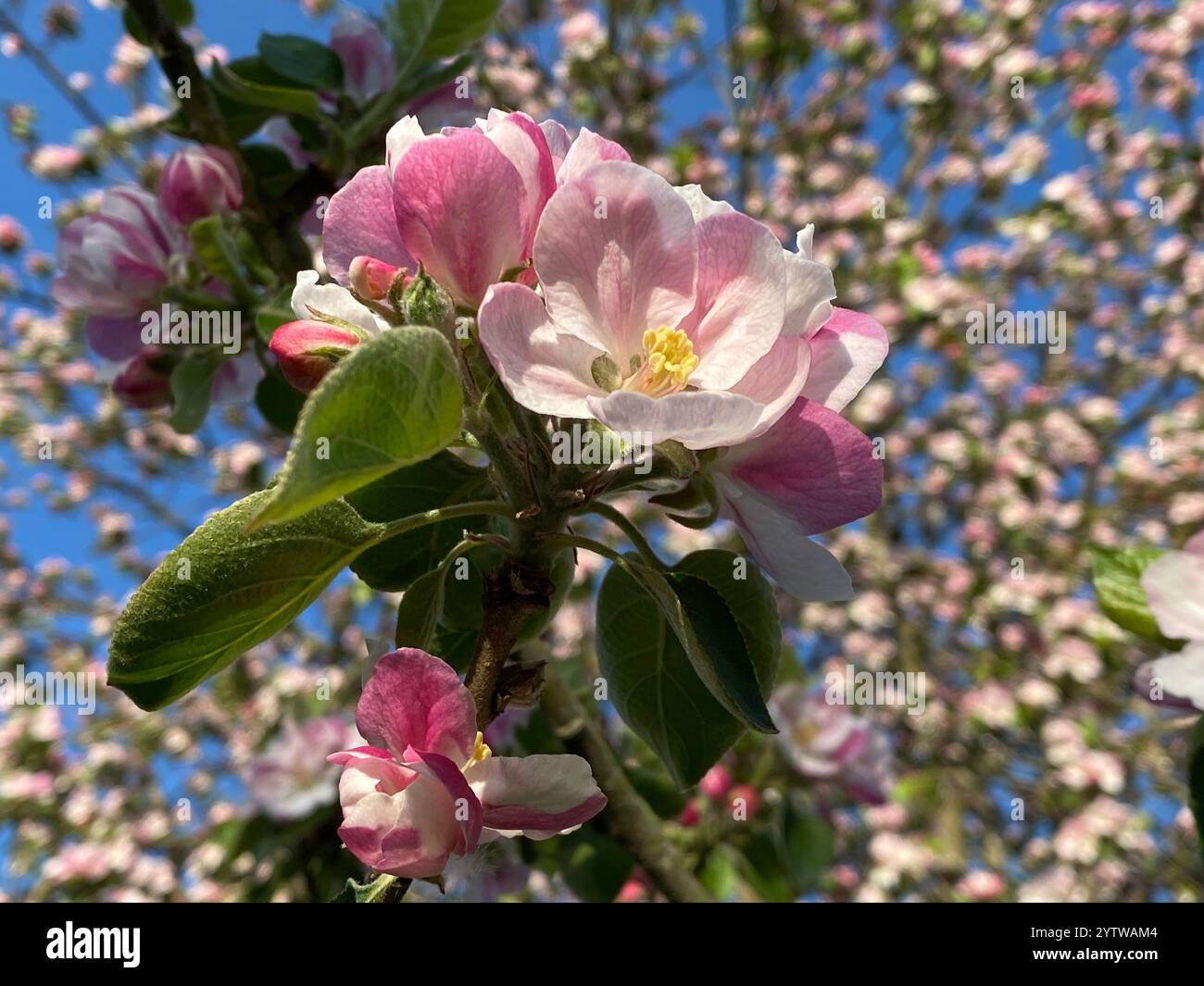 Un primo piano di alcuni fiori in erba e di Apple Blossom aperti con il resto dell'albero di mele sullo sfondo. - Immagine stock catturata con smartphone