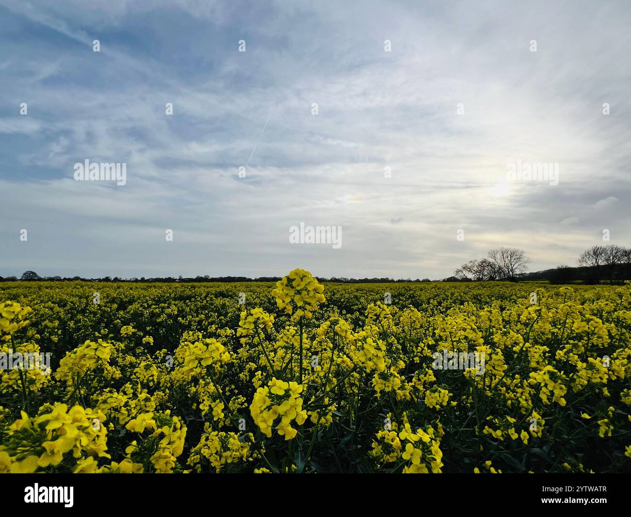 Una fotografia ravvicinata di fiori di colza con una grande ape nel South Norfolk - Immagine stock catturata con smartphone