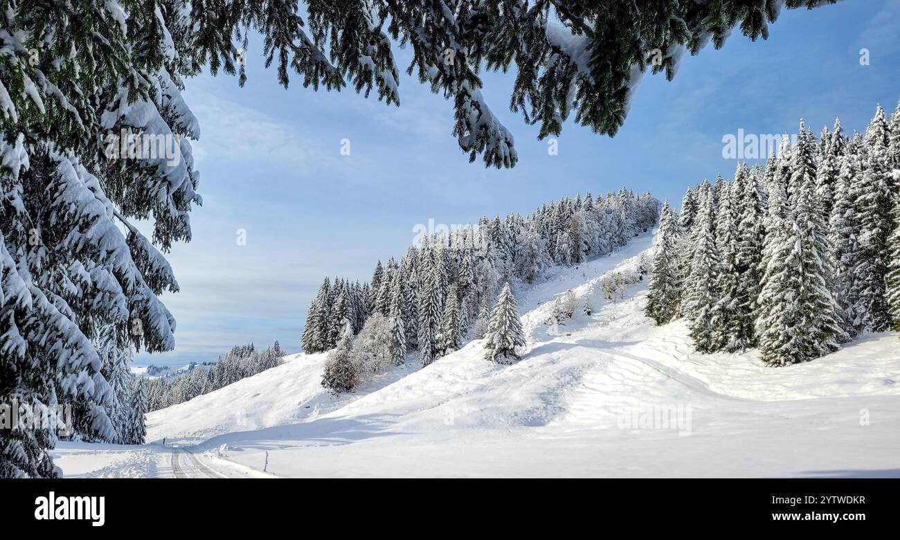 Soleggiata giornata invernale in montagna. La vista pittoresca del prato innevato e dell'alto pino innevato Foto Stock