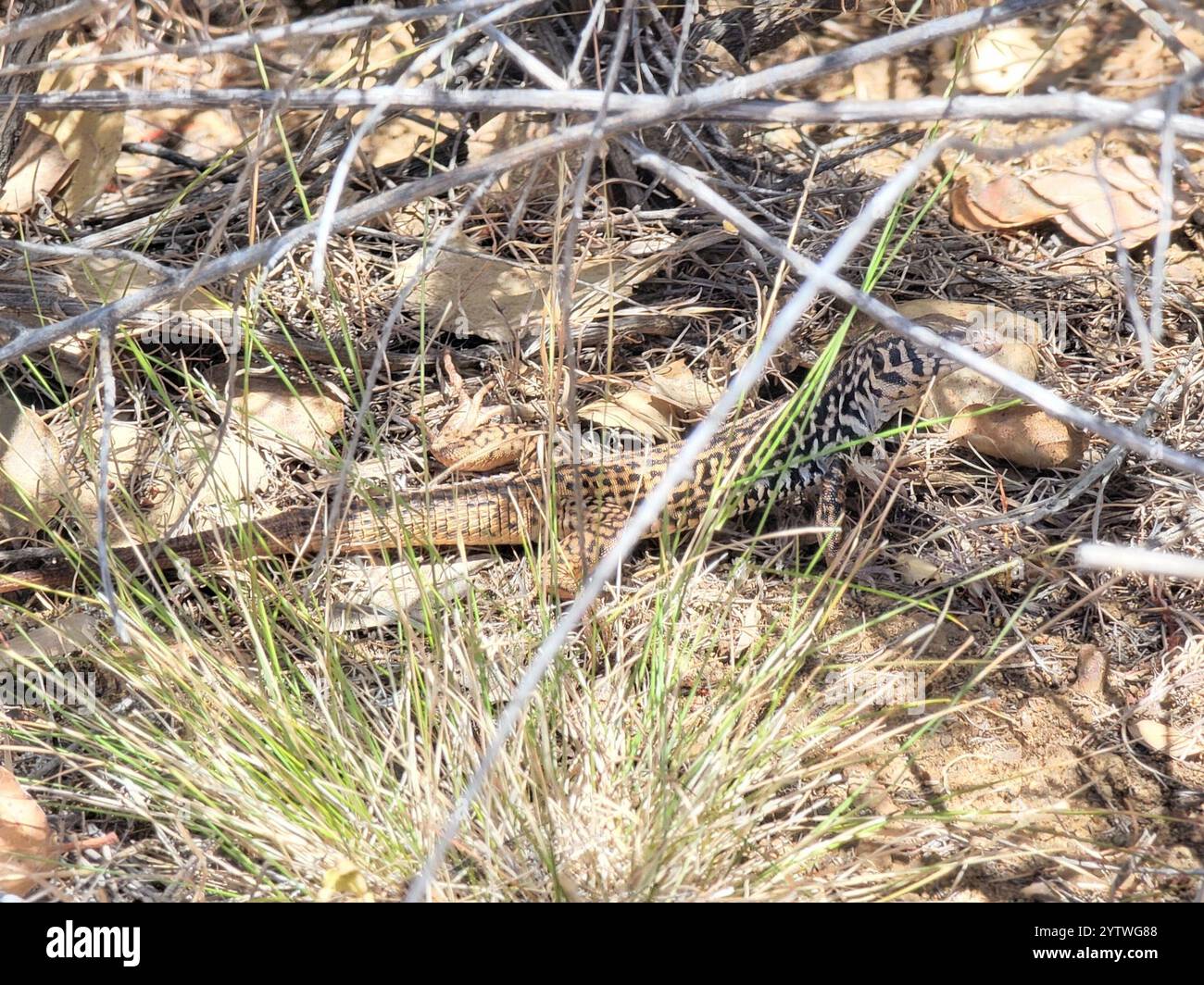 Coda di frusta occidentale (Aspidoscelis tigris) Foto Stock