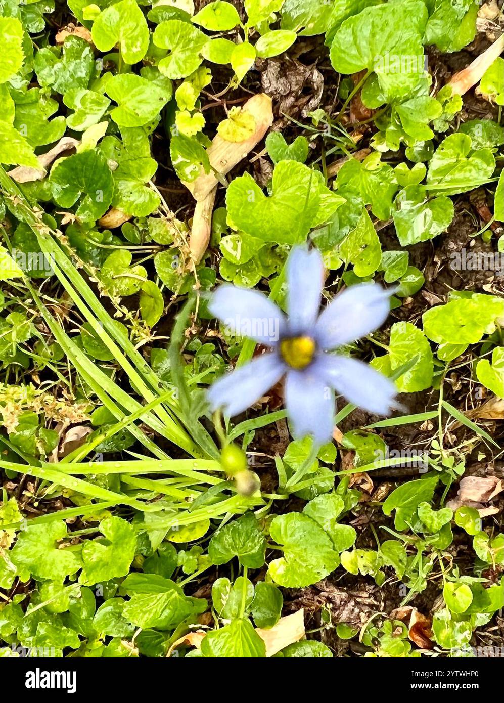 Erba dagli occhi azzurri (Sisyrinchium angustifolium) Foto Stock