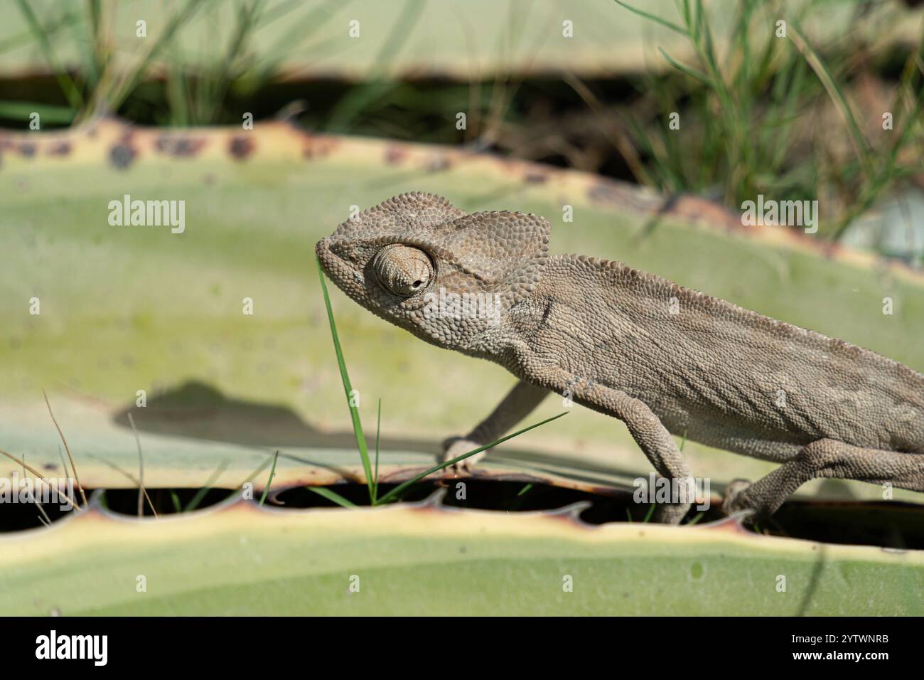 Primo piano di un camaleonte comune (Chamaeleo chamaeleon) che si fonde con il suo ambiente naturale su una foglia di cactus in Nord Africa, mostrando la sua Foto Stock