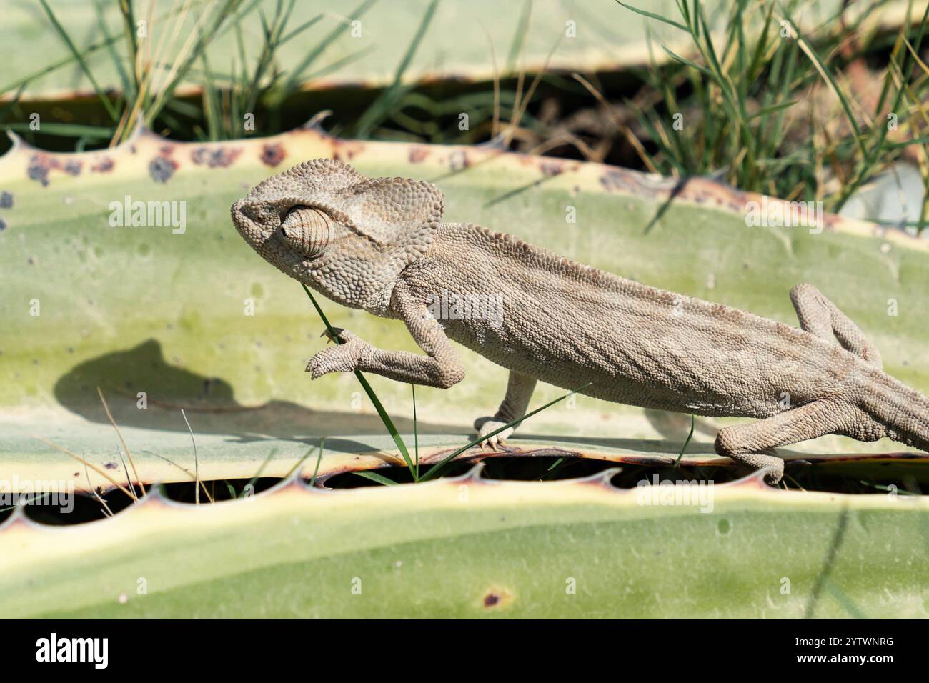 Chamaeleo chamaeleon poggia su un cactus nel deserto del Nord Africa, che si fonde con il suo ambiente con la pelle ruvida e l'incredibile mimetica abi Foto Stock