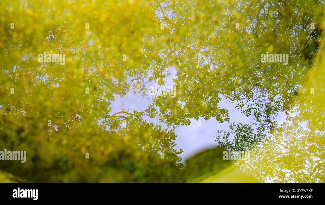 Riflessi di foglie d'autunno dorate danzano sulla superficie dell'Air Burial, una scultura cilindrica in vetro di Roni Horn, in mostra al Pola Museum of Foto Stock