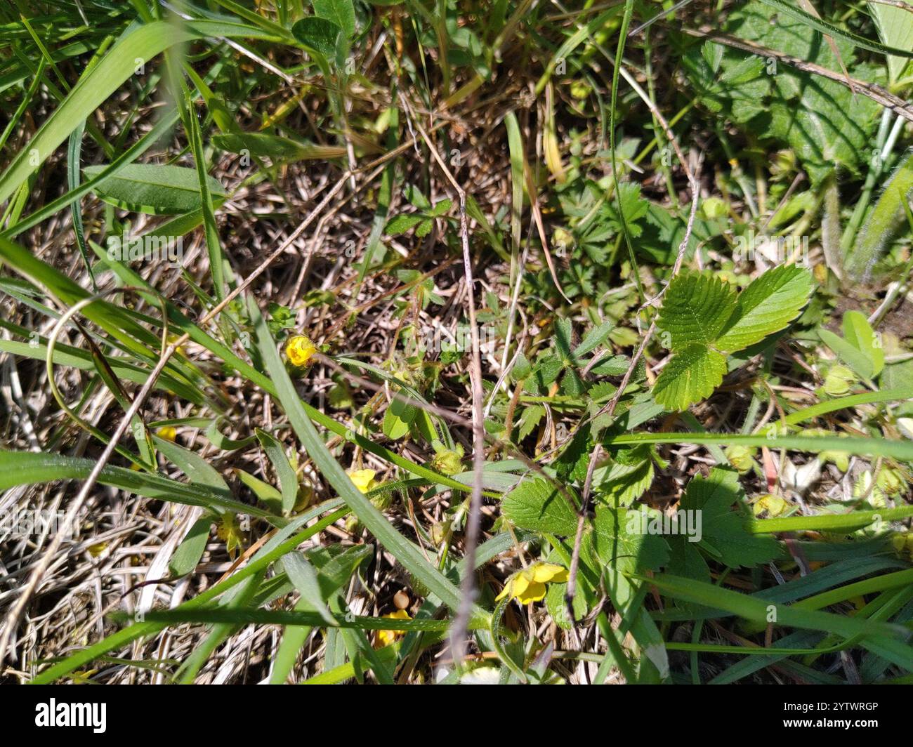 Cinquefoil a sette foglie (Potentilla heptaphylla) Foto Stock