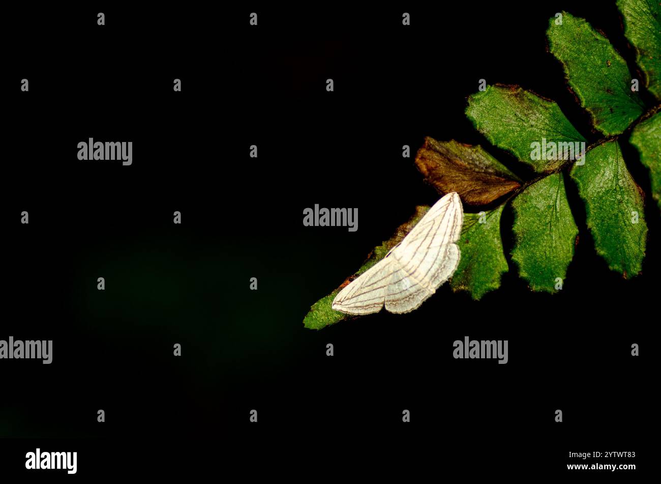 Risplende al buio Foto Stock