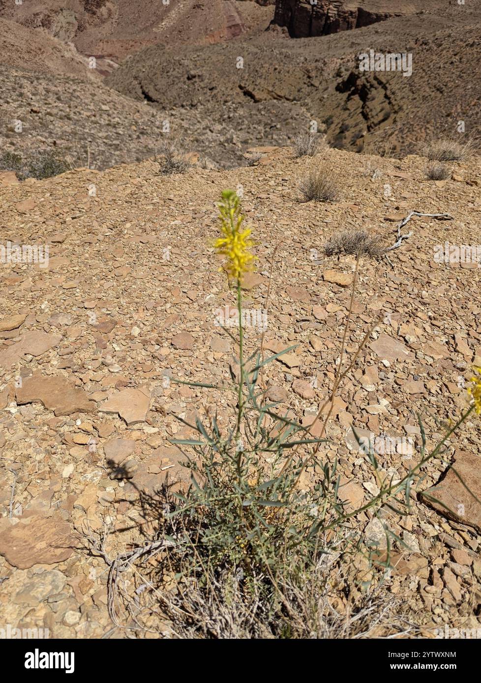 Prugne del Principe del deserto (Stanleya pinnata) Foto Stock