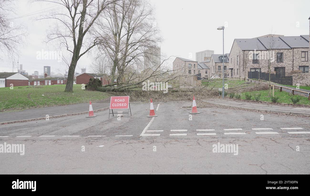 Tempesta Darragh, Birmingham, Regno Unito - albero caduto Foto Stock
