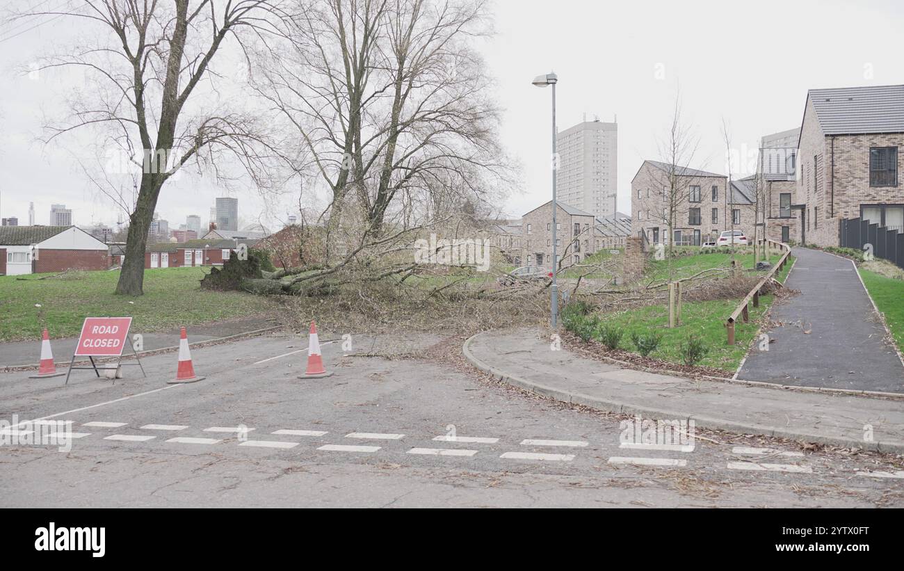 Tempesta Darragh, Birmingham, Regno Unito - albero caduto Foto Stock