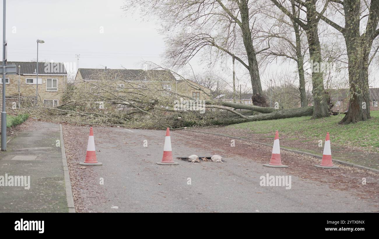 Tempesta Darragh, Birmingham, Regno Unito - albero caduto Foto Stock