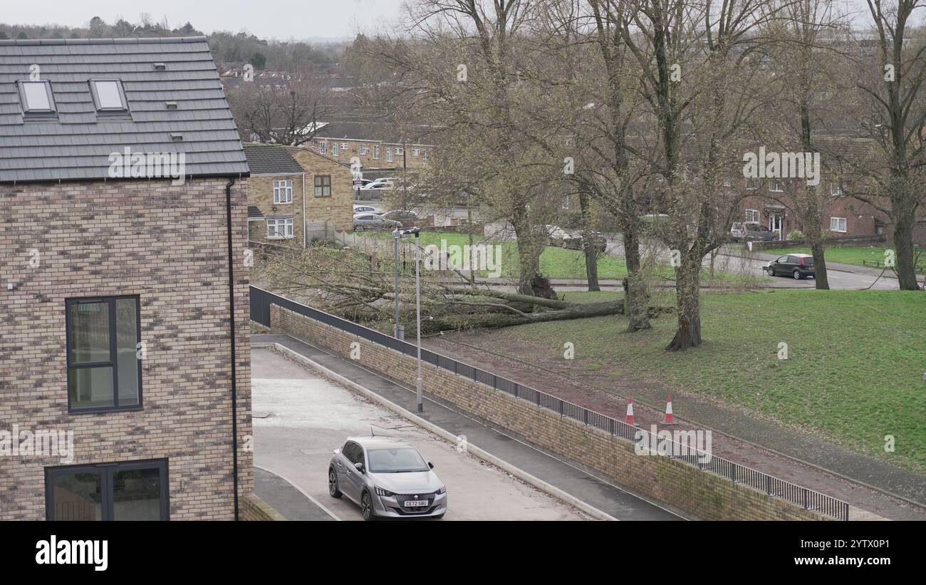 Tempesta Darragh, Birmingham, Regno Unito - albero caduto Foto Stock