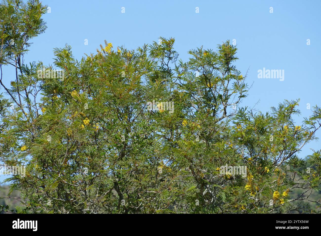 Sonaglino piangente (Peltophorum africanum) Foto Stock