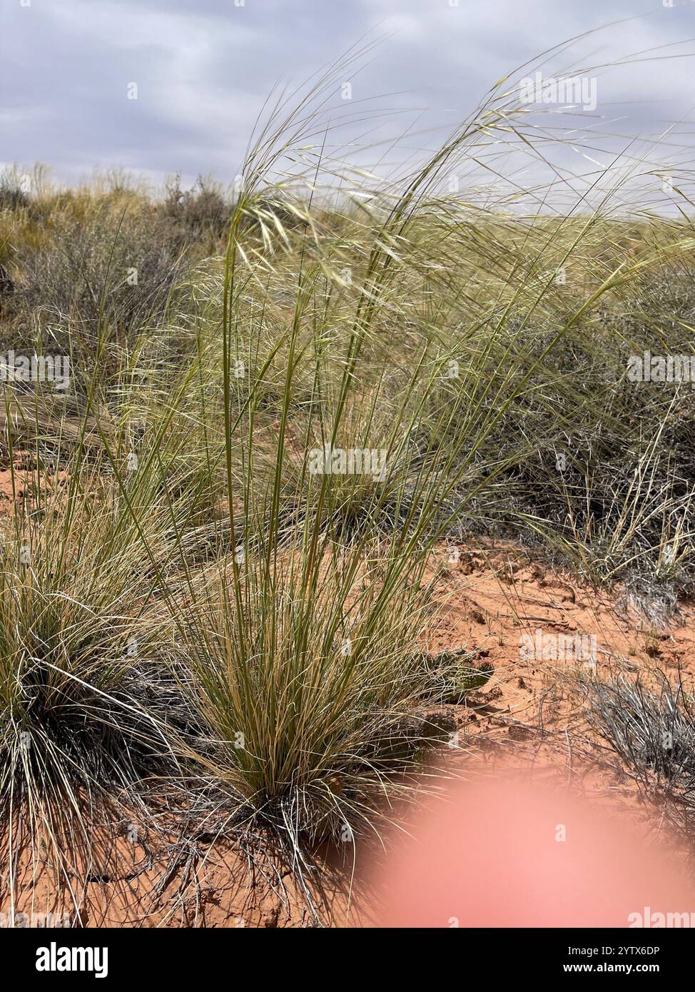 Erba con ago e filettatura (Hesperostipa comata) Foto Stock