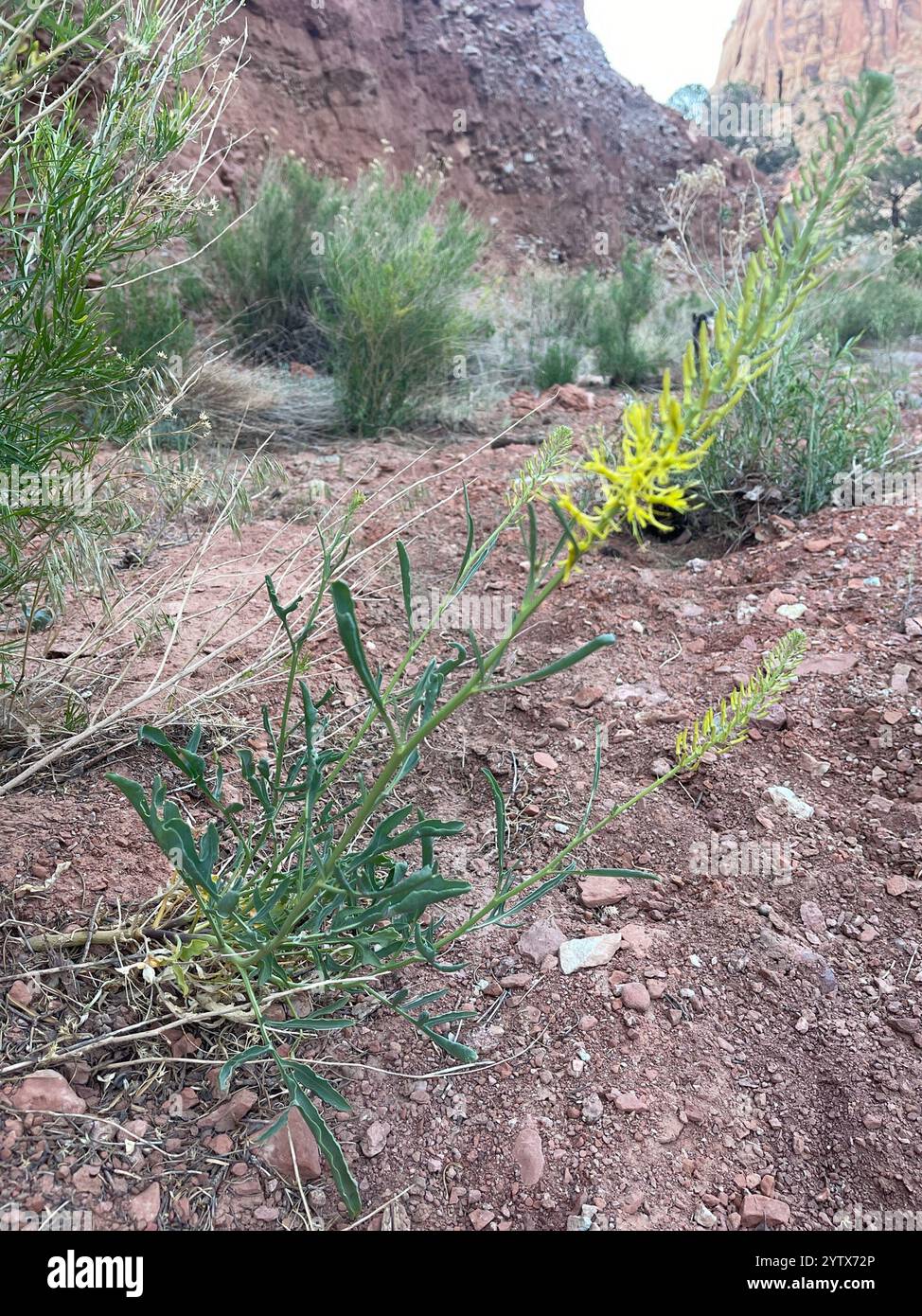 Prugne del Principe del deserto (Stanleya pinnata) Foto Stock