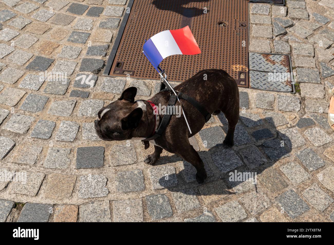 Senti il très chic con questo bulldog francese che dondola la bandiera! Il meglio della cucina acciottolata! 💖 #BonjourBulldog Foto Stock