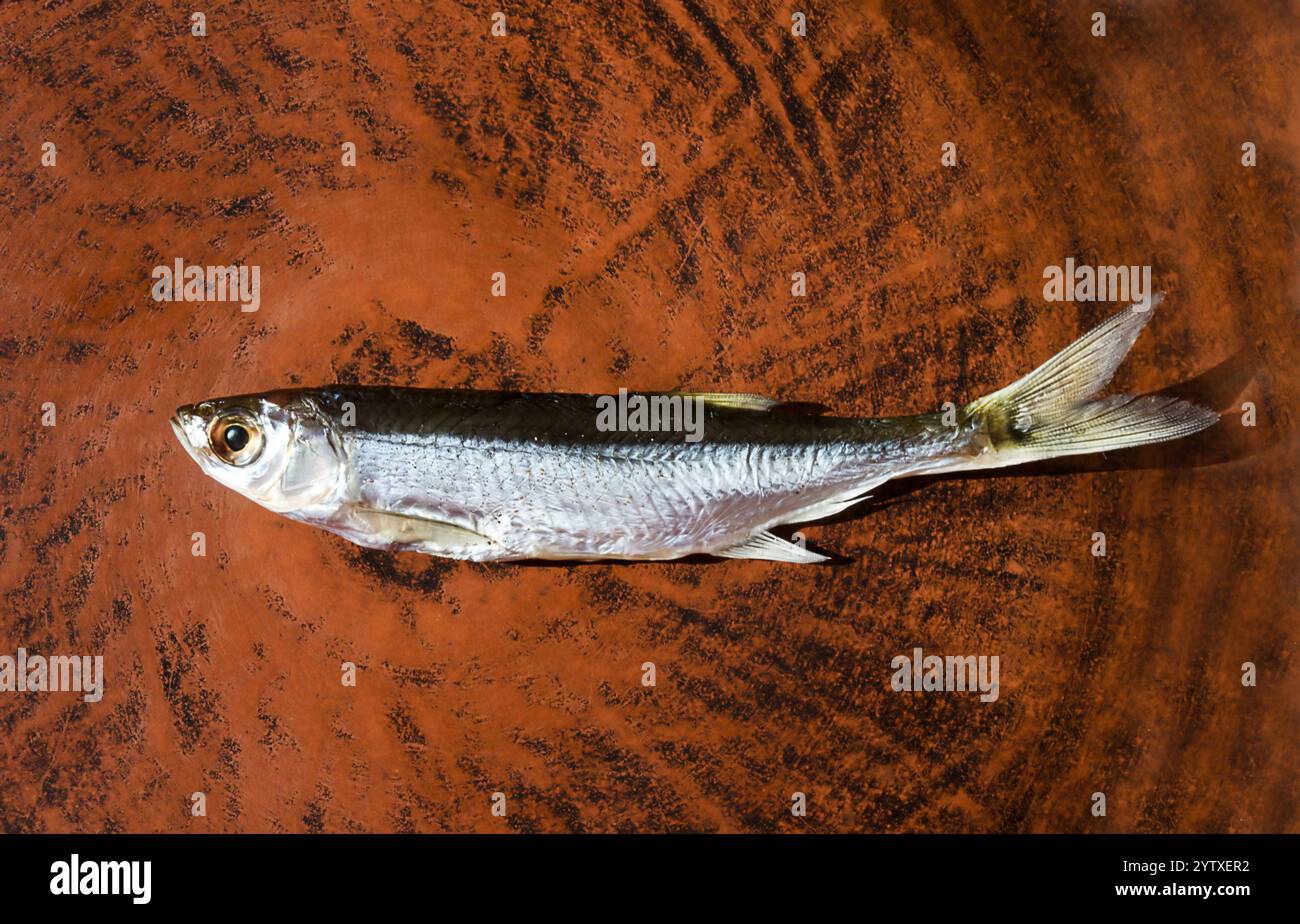 Bleak o Shemaya. Pesce essiccato su un piatto di ceramica. Pesce molto gustoso e oleoso per la birra. Foto Stock