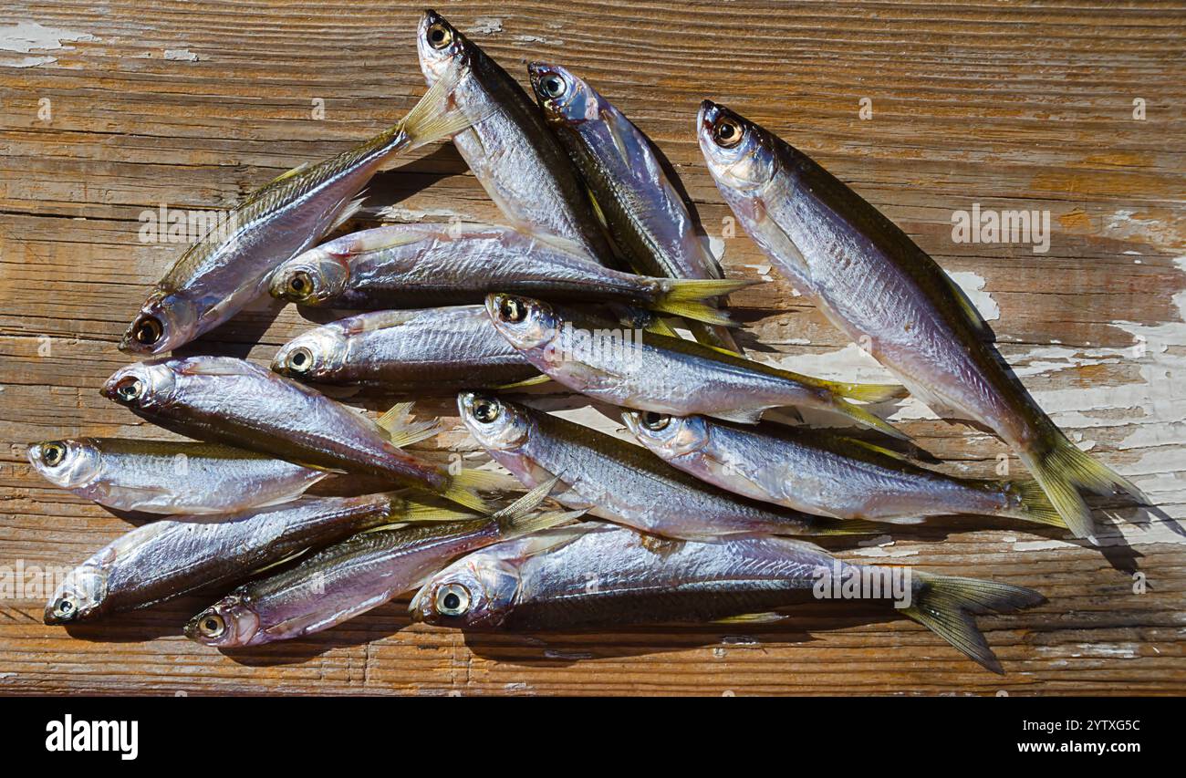 Bleak o Shemaya. Pesce essiccato su una superficie di legno. Pesce molto gustoso e oleoso per la birra. Foto Stock