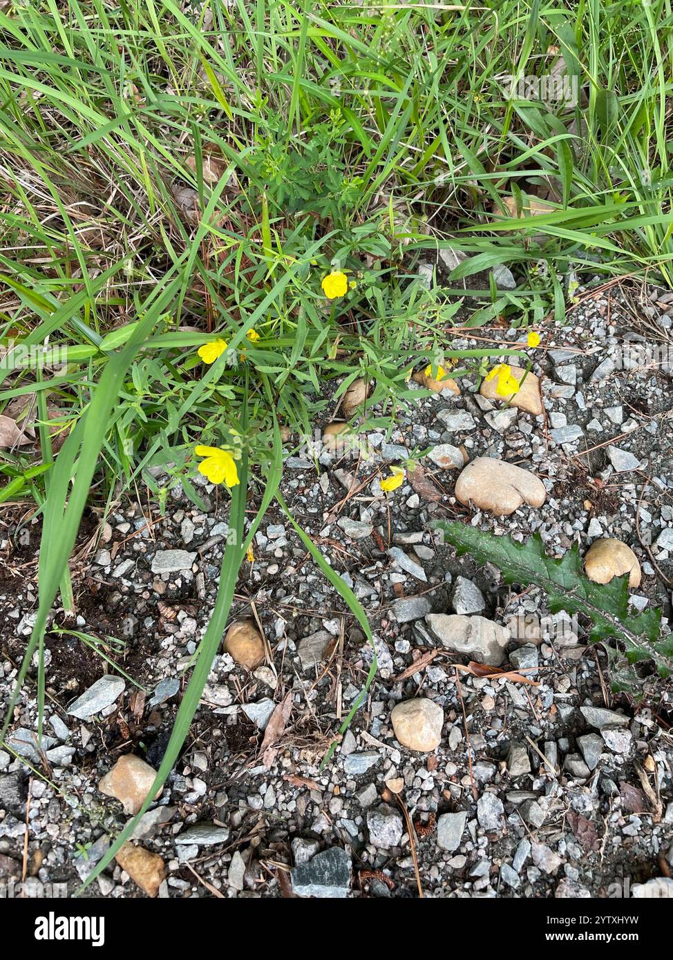 Gocce di sole dalle foglie strette (Oenothera fruticosa) Foto Stock