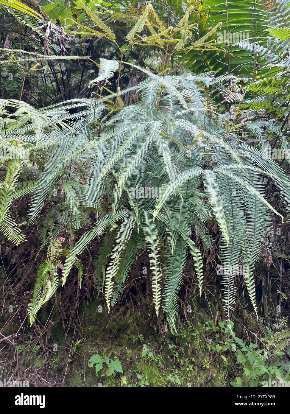 Felci forgiate (Gleicheniaceae) Foto Stock