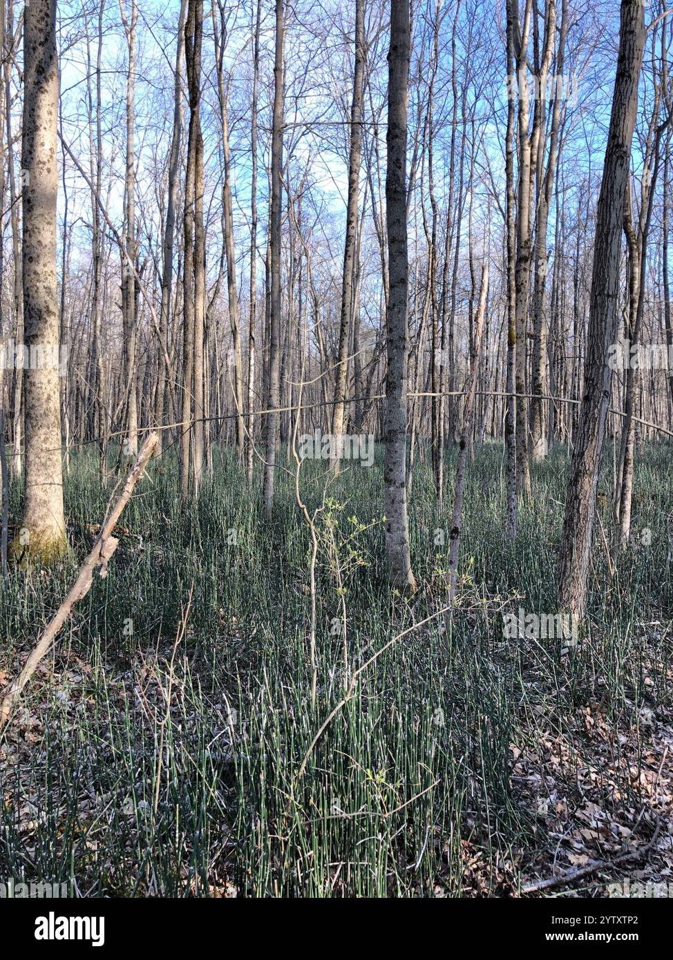 Scouringrush occidentale (Equisetum iemale affine) Foto Stock