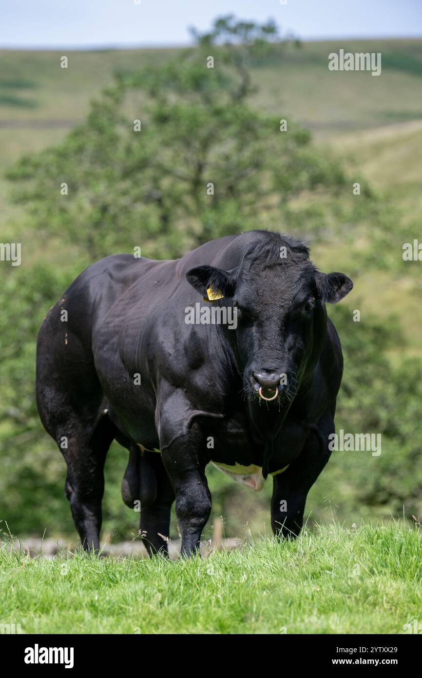 Potente toro blu britannico a doppio muscolo su un altopiano nel Lancashire, Regno Unito. La razza ha un gene che dà grandi quantità di muscolo extra. Foto Stock