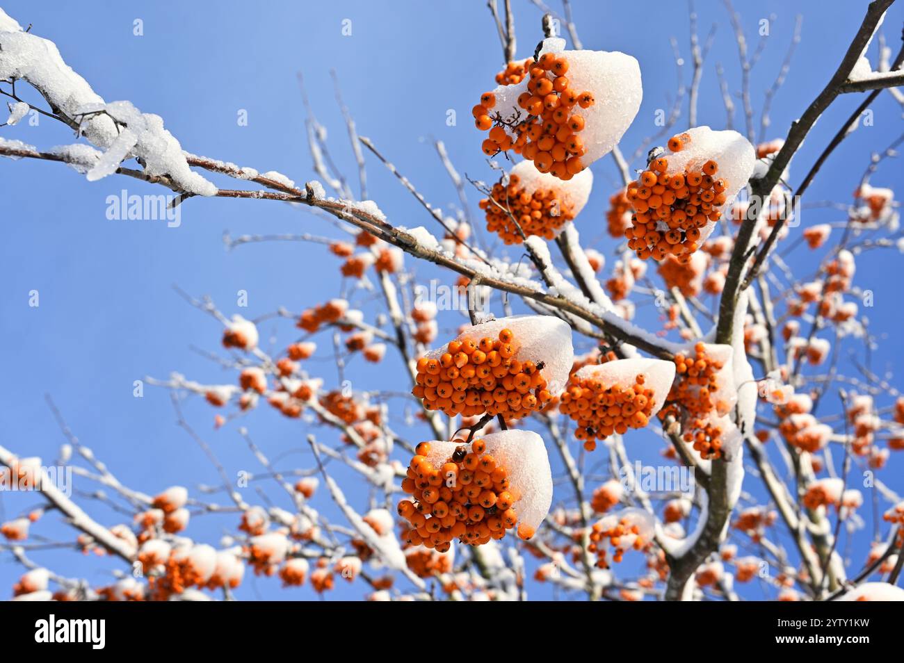 una vista ravvicinata di un albero carico di neve, accentuando i grappoli di bacche di arancia brillante che si distinguono vividamente contro la neve bianca e la pa Foto Stock