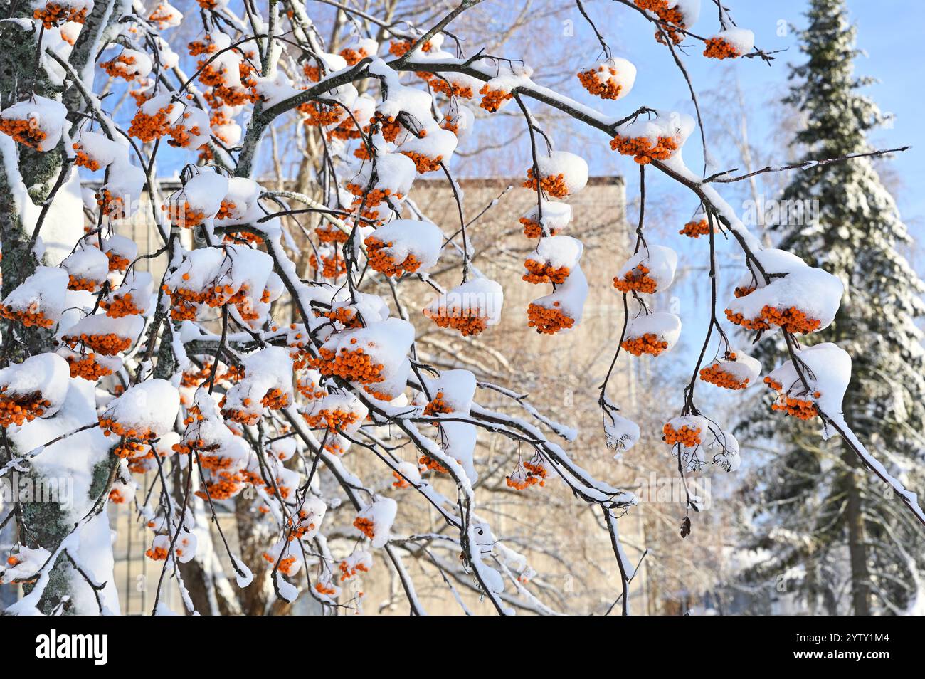 una vista ravvicinata di un albero carico di neve, accentuando i grappoli di bacche di arancia brillante che si distinguono vividamente contro la neve bianca e la pa Foto Stock