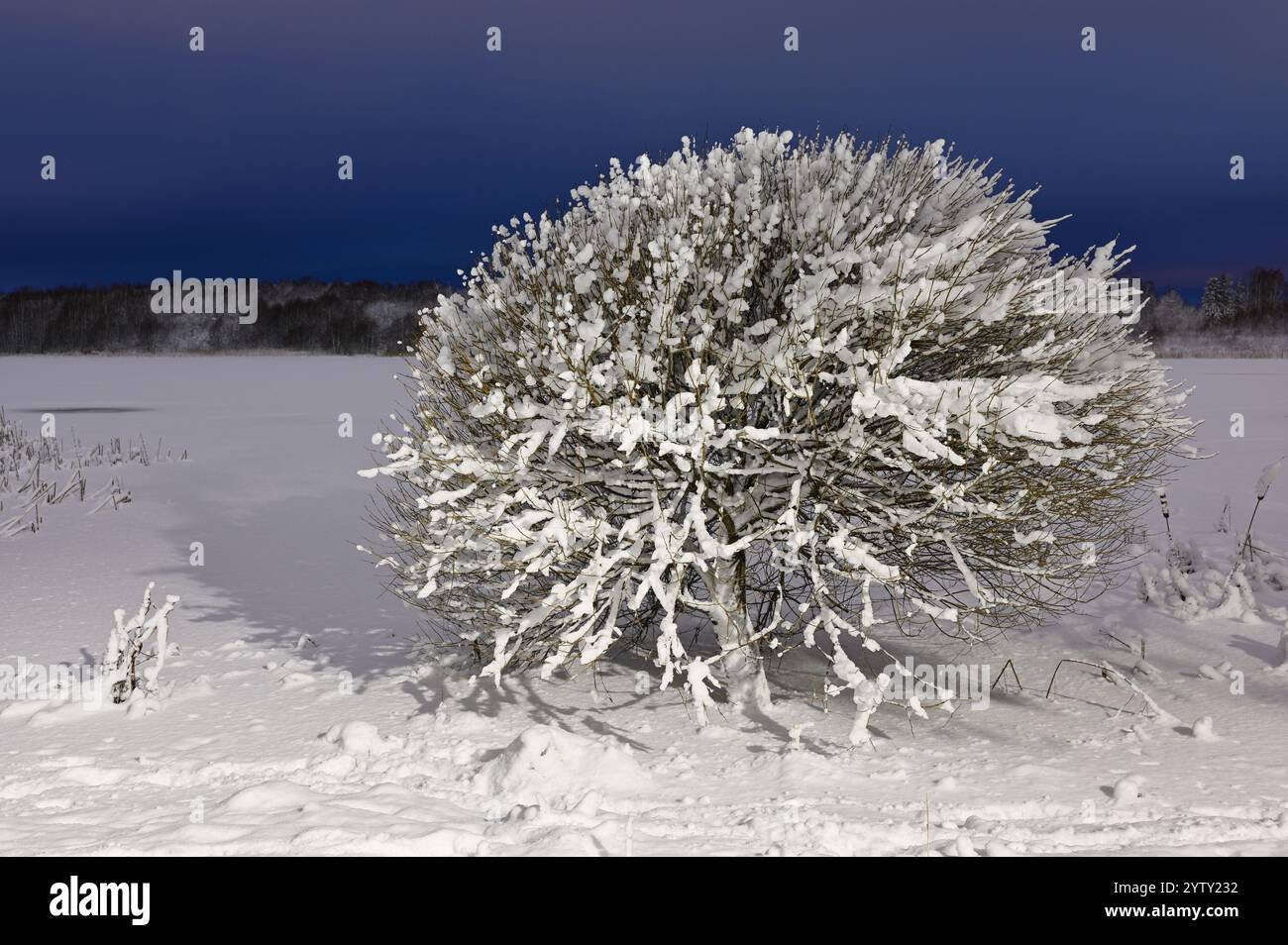 un arbusto carico di neve sullo sfondo di un paesaggio ghiacciato e innevato e di un cielo blu intenso al crepuscolo. I dettagli intricati della neve a cui si aggrappano Foto Stock