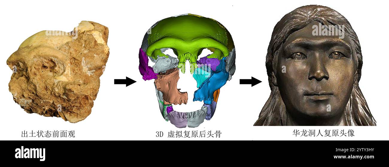 (241208) -- CHIZHOU, 8 dicembre 2024 (Xinhua) -- questa foto fornita dall'Istituto di Paleontologia dei vertebrati e Paleoantropologia dell'Accademia cinese delle scienze mostra il processo di ricostruzione craniofacciale di un fossile cranico rinvenuto nel sito di Hualongdong nella contea di Dongzhi della città di Chizhou, nella provincia di Anhui della Cina orientale. Gli scienziati cinesi hanno scoperto dozzine di fossili umani risalenti a 300.000 anni fa, che sono i primi trovati in Asia orientale in termini di processo di evoluzione verso l'Homo sapiens, la specie a cui appartengono tutti gli esseri umani moderni. I fossili umani Foto Stock