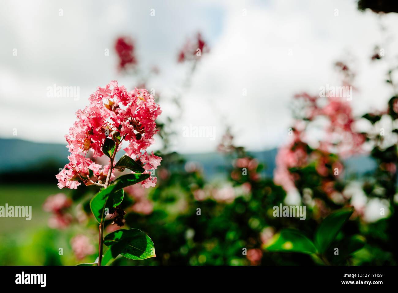 Graziosi e piccoli fiori rosa con foglie verdi, natura, sfondo sfocato. Foto Stock
