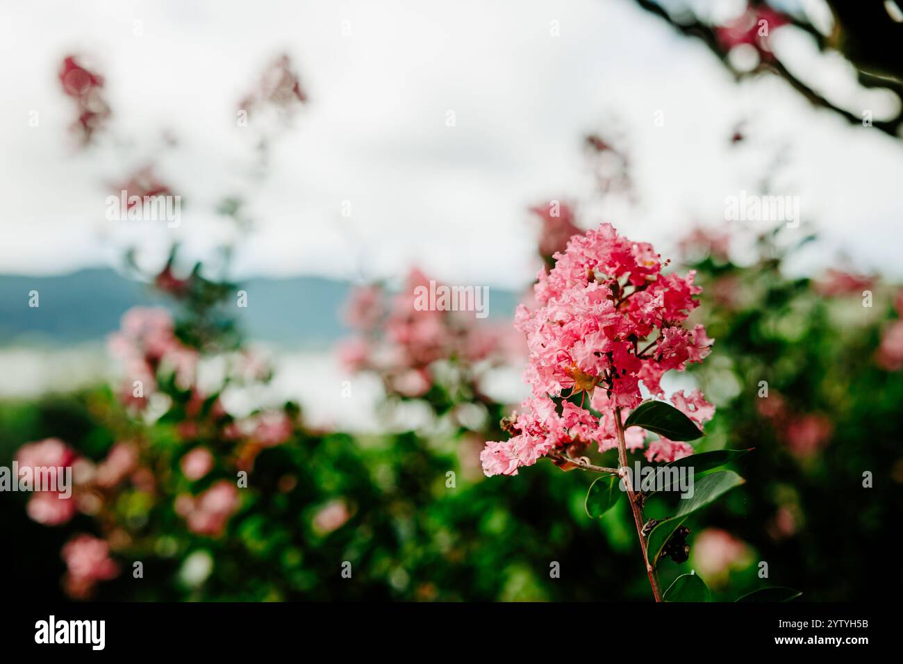Graziosi e piccoli fiori rosa con foglie verdi, natura, sfondo sfocato. Foto Stock