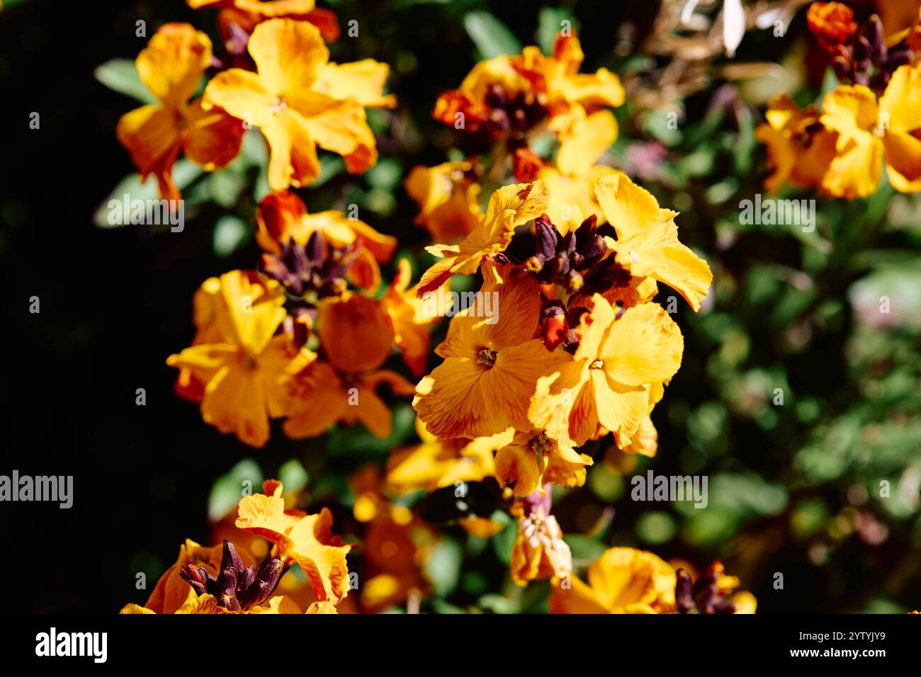 L'Erysimum cheiri 'Harpur Crewe' è un genere di piante erbacee, alcune delle quali sono considerate erbacce Foto Stock