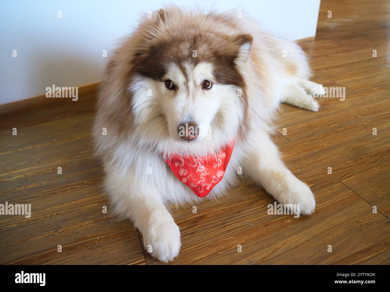 Adorabile Red Siberian Husky che si rilassa nel soggiorno Foto Stock