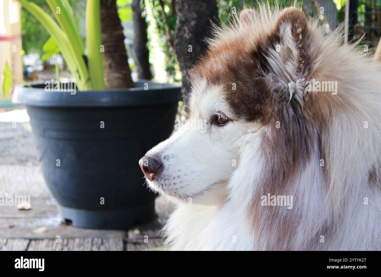 Primo piano di una bellissima Husky siberiana in rame che si rilassa nel cortile Foto Stock