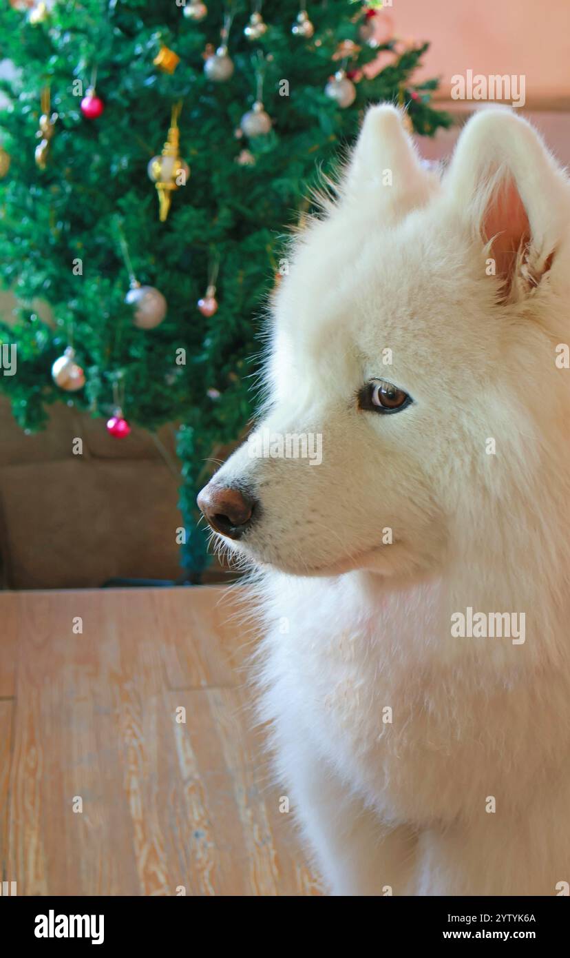 Primo piano di un bellissimo cane Samoiato con l'albero di Natale sullo sfondo Foto Stock