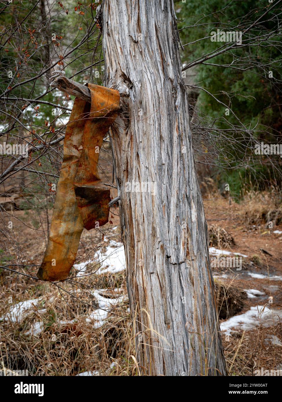 Rottami di stagno attaccati ad un albero di una foresta Foto Stock