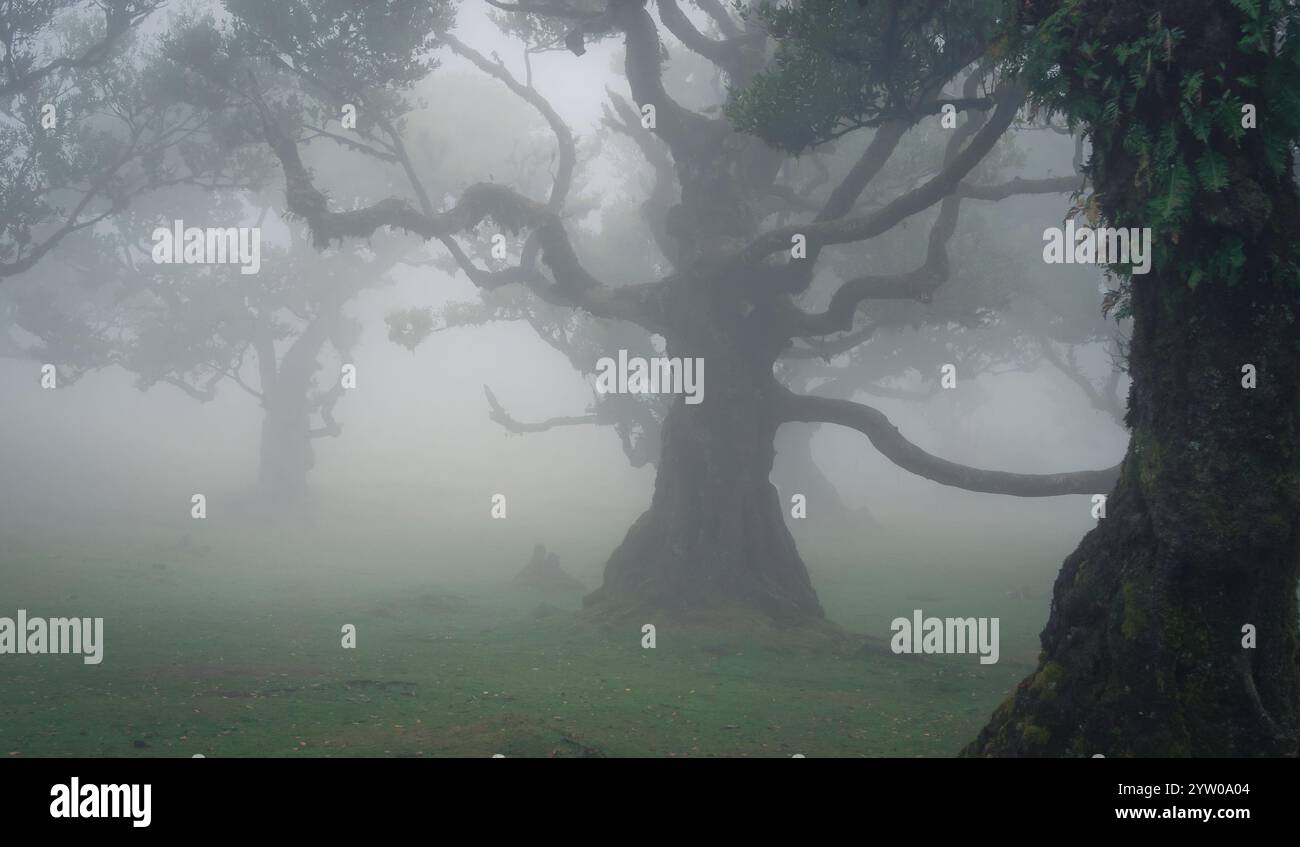 Scena mistica nella foresta con alberi storti avvolti dalla nebbia, Madeira, Portogallo Foto Stock