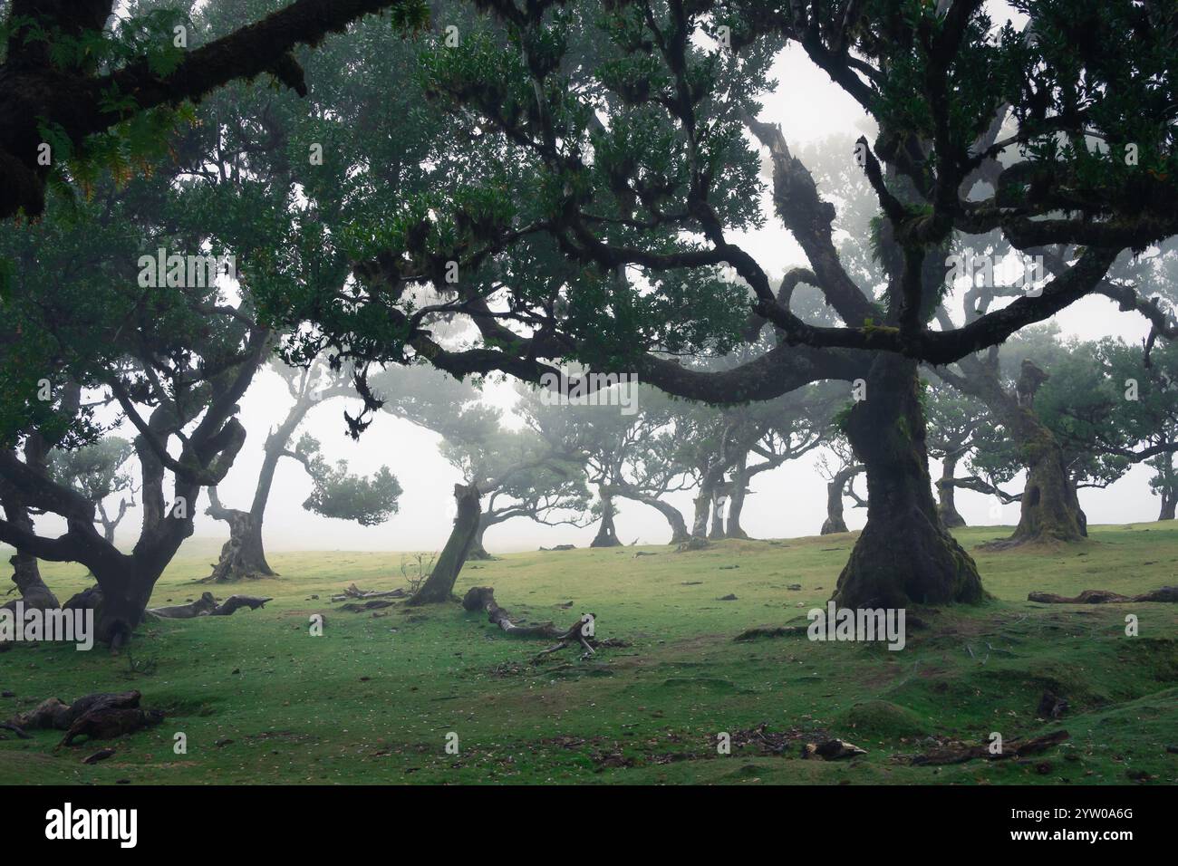 Paesaggio mistico della foresta con alberi storti avvolti dalla nebbia, Madeira, Portogallo Foto Stock