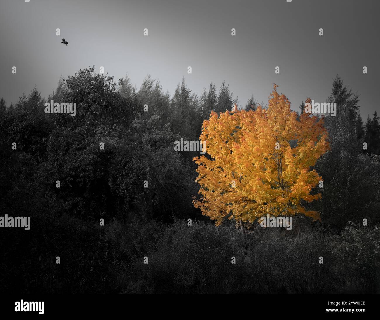 Un vibrante albero d'autunno dorato si distingue vividamente su uno sfondo boschivo ombroso, creando un sorprendente contrasto di colore e umore Foto Stock
