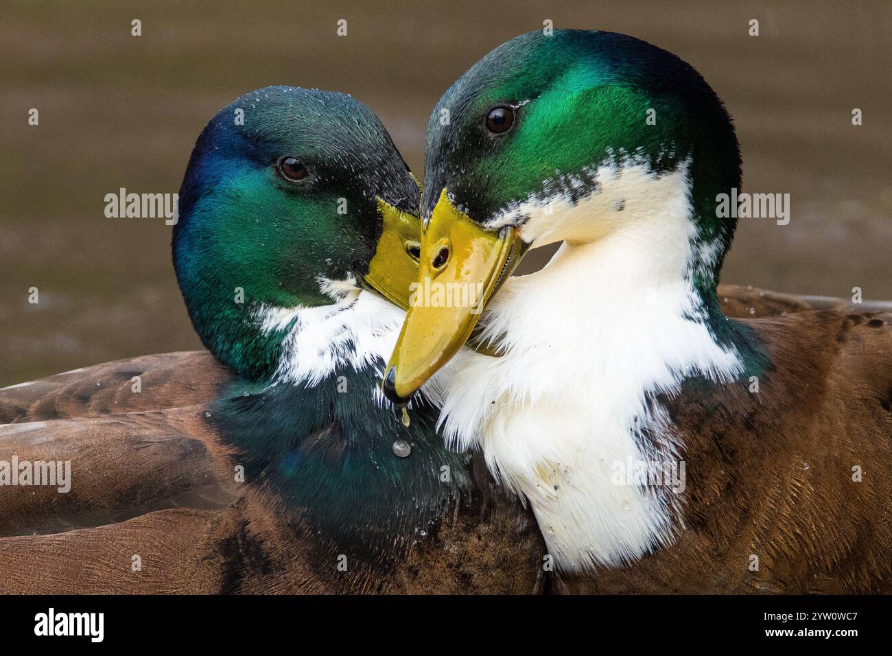 Due anatre maschi (forse Mallards) che sfregano i becchi come amici o nemici. Penshaw, Sunderland, Regno Unito Foto Stock