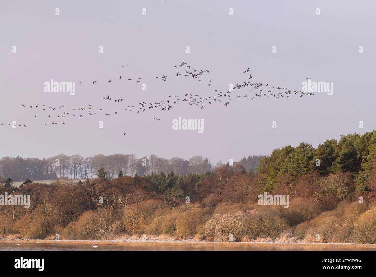 Un gregge di oche dai piedi rosa (Anser brachyrhynchus) che sorvolava Woodland vicino al lago di Skene nell'Aberdeenshire a Daybreak Foto Stock