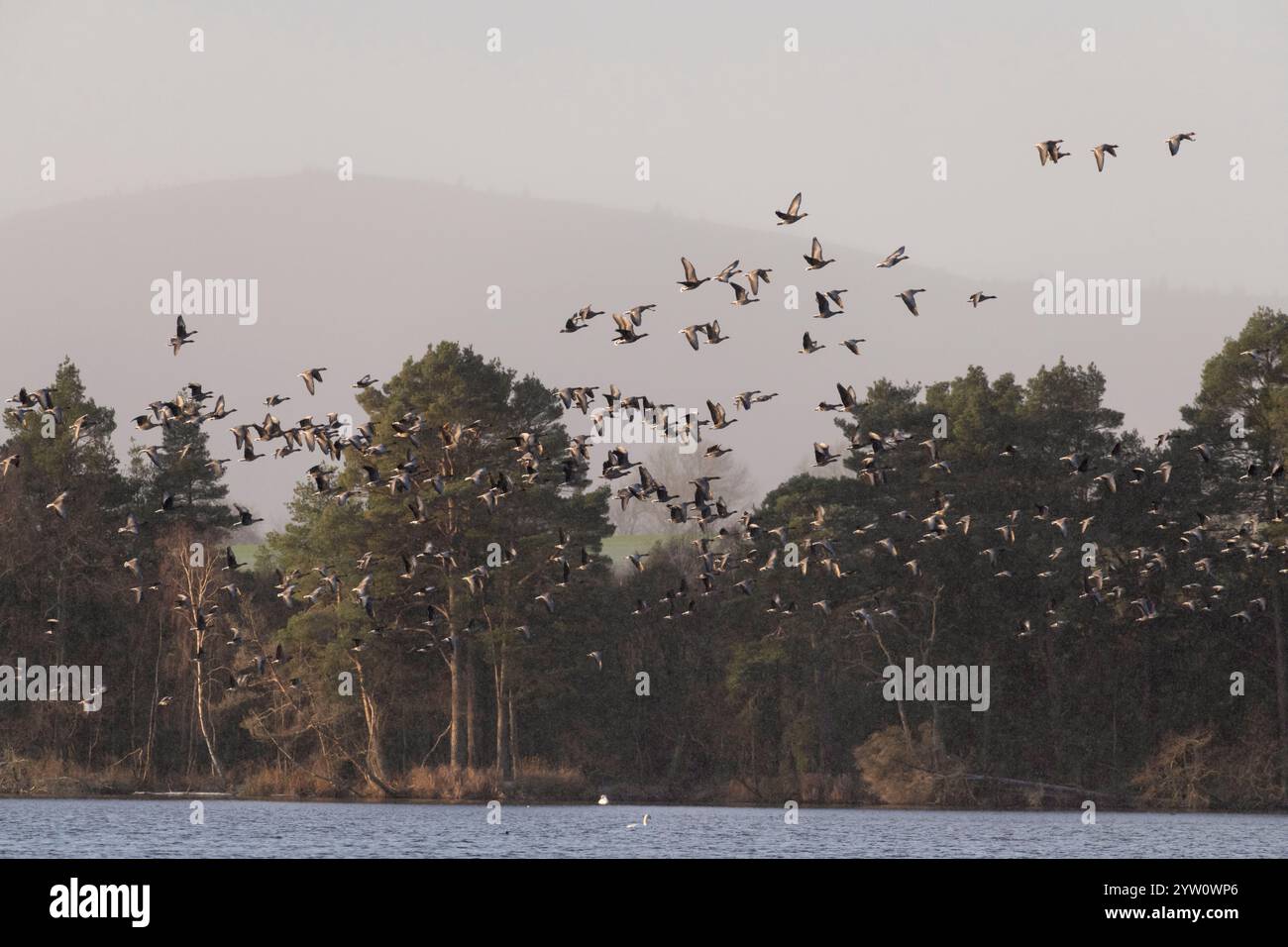 Oche dai piedi rosa (Anser brachyrhynchus) in lotta contro il lago di Skene mentre decollano in una mattinata nebbiosa d'autunno Foto Stock