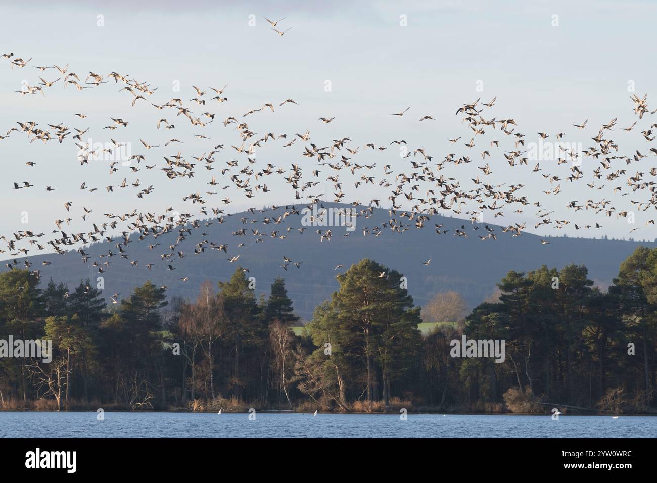 Un grande gregge di oche dai piedi rosa (Anser brachyrhynchus) a Flight Over Woodland mentre lasciano il lago di Skene, nell'Aberdeenshire Foto Stock