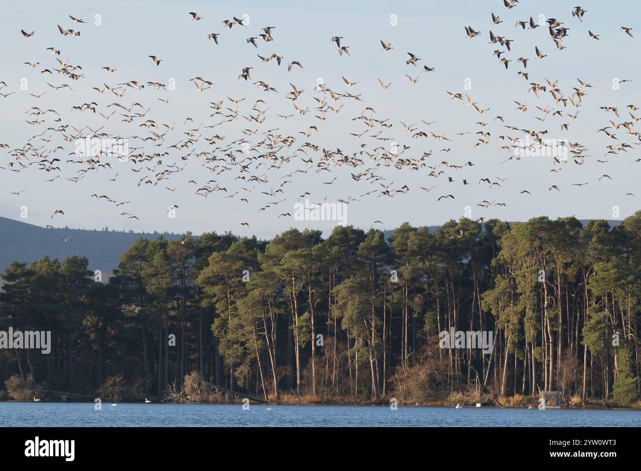 Un grande gregge di oche dai piedi rosa (Anser brachyrhynchus) che vola sopra il pino scozzese (Pinus Sylvestris) sul bordo del lago di Skene in autunno Foto Stock