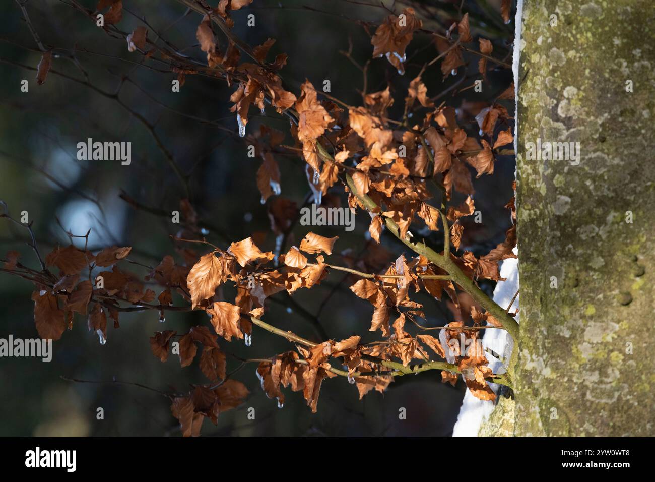 Un ramo corto con foglie essiccate su un faggio (Fagus Sylvatica) nel soleggiato inverno Foto Stock