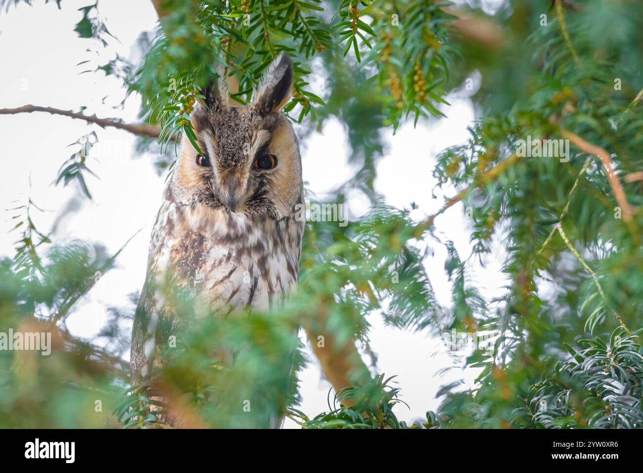 Gufo dalle orecchie lunghe, Asio otus, uccello di preda arroccato e riposato in una macchina fotografica rivolta verso l'albero. Foto Stock