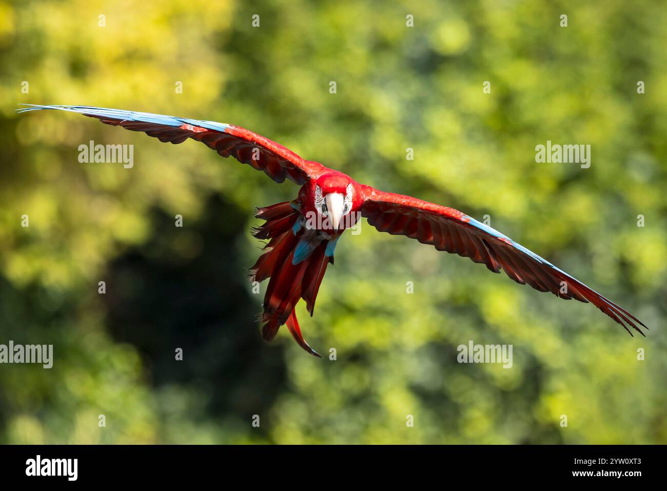 Primo piano di Macao rosso e verde, Macao alato verde, Ara chloropterus, in volo Foto Stock
