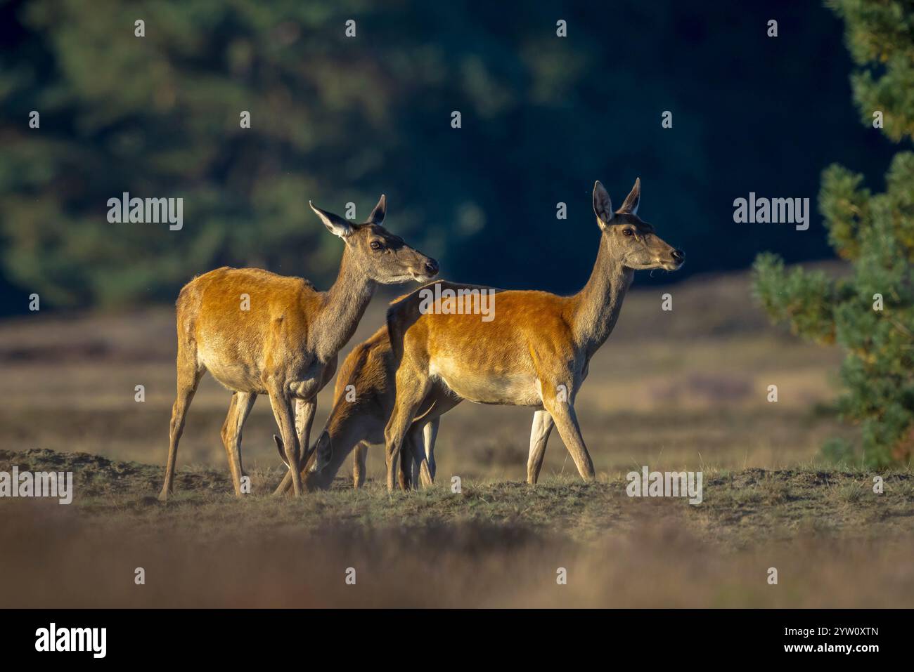 Femmina rosso cervo doe o hind Cervus elaphus in un prato con erica viola di fronte a una foresta in una giornata di sole. Foto Stock